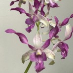 Dendrobium Warawan Pink X Lasianthera